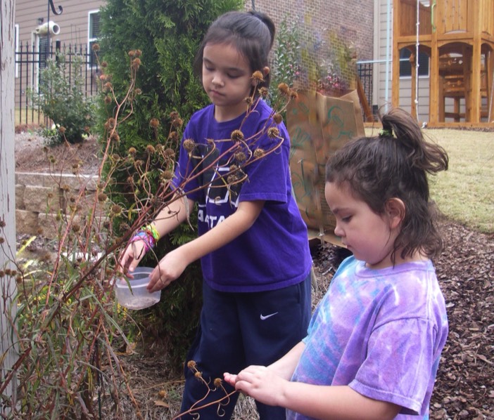 Savings seeds for the birds